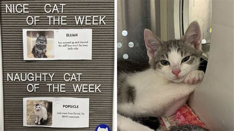 naughty cat of the week|shelter cat of the week.